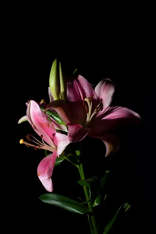 A gift in memory